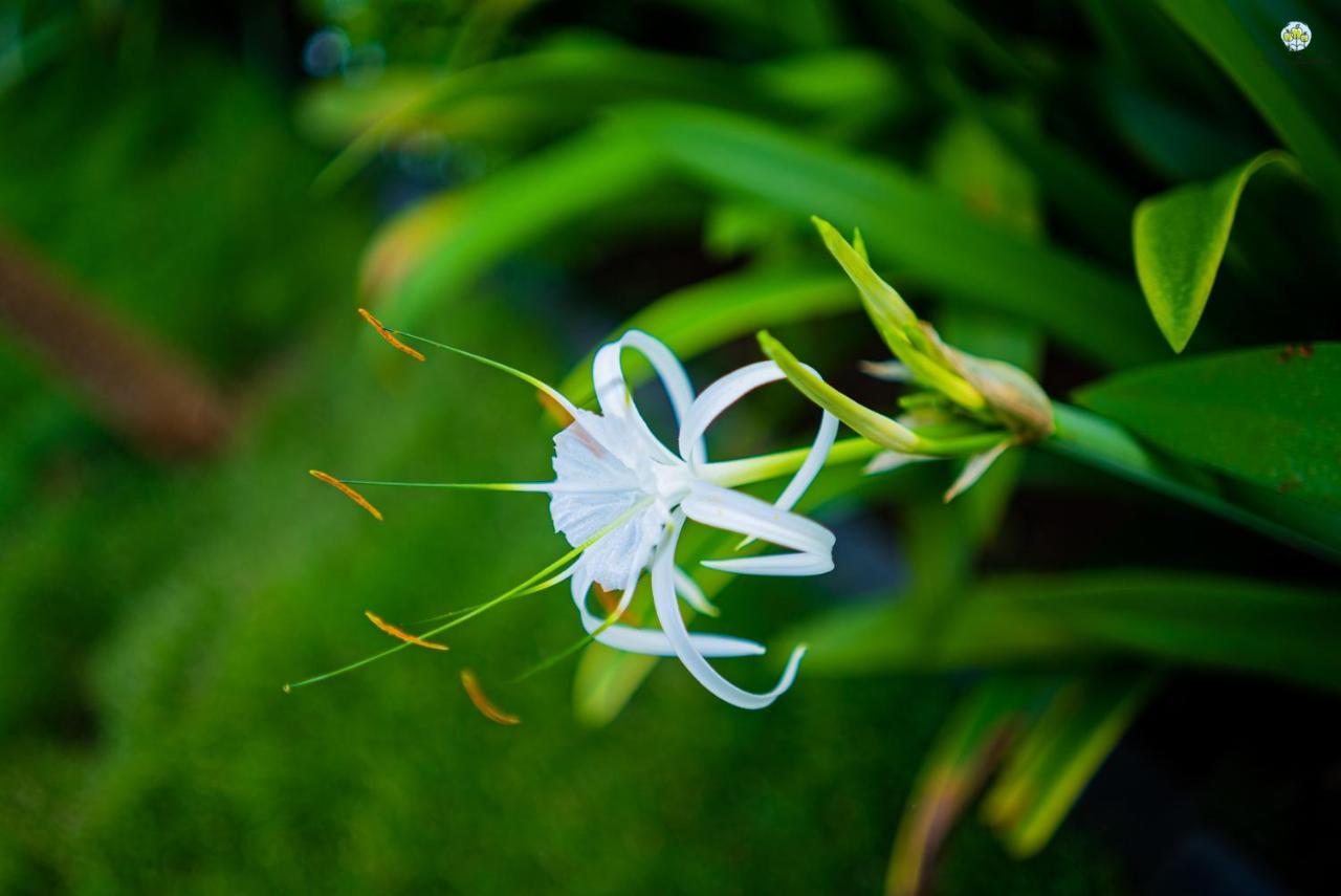 Вілла Eden Garden Алібаґ Екстер'єр фото